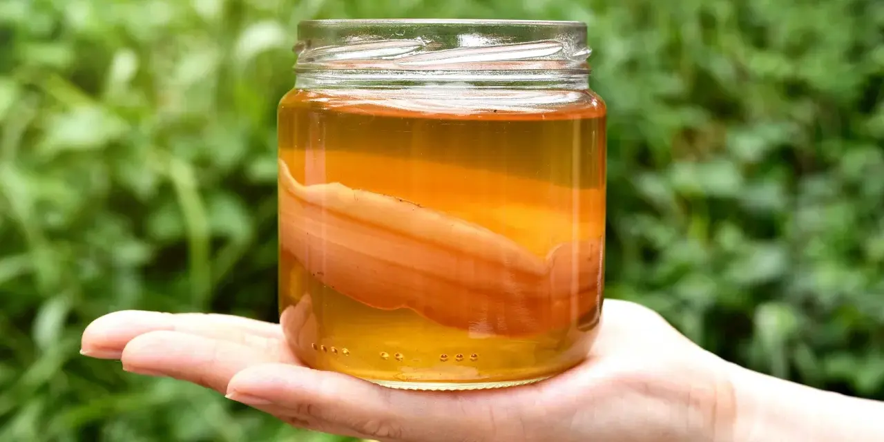 Słoik z płynem i grubym, pomarańczowym SCOBY. Wygląda na to, że ta kombucha jest zepsuta, bo zamiast orzeźwiającego napoju, mamy niepokojący widok.