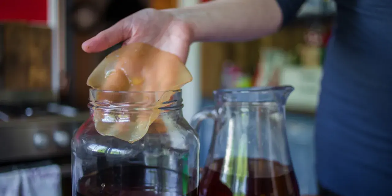 Kombucha: Na co pomaga? Właściwości, skutki uboczne i opinie