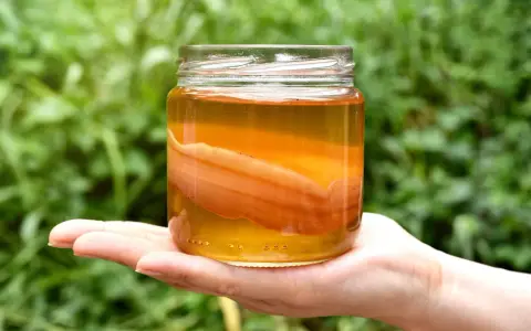 Słoik z płynem i grubym, pomarańczowym SCOBY. Wygląda na to, że ta kombucha jest zepsuta, bo zamiast orzeźwiającego napoju, mamy niepokojący widok.
