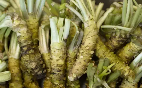 Korzenie, z których jest wasabi, są zielonkawe, zgrubiałe i pokryte drobnymi wypustkami.