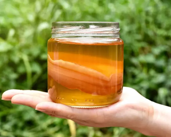 Słoik z płynem i grubym, pomarańczowym SCOBY. Wygląda na to, że ta kombucha jest zepsuta, bo zamiast orzeźwiającego napoju, mamy niepokojący widok.