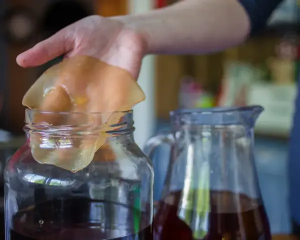 Kombucha: Na co pomaga? Właściwości, skutki uboczne i opinie