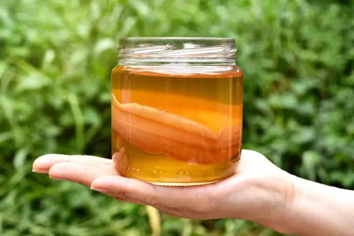 Słoik z płynem i grubym, pomarańczowym SCOBY. Wygląda na to, że ta kombucha jest zepsuta, bo zamiast orzeźwiającego napoju, mamy niepokojący widok.