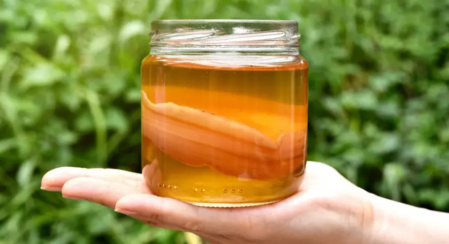 Słoik z płynem i grubym, pomarańczowym SCOBY. Wygląda na to, że ta kombucha jest zepsuta, bo zamiast orzeźwiającego napoju, mamy niepokojący widok.