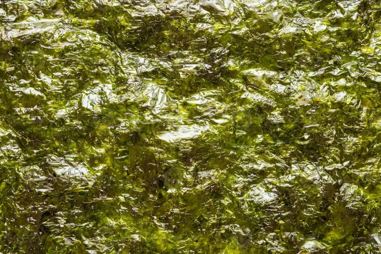 Tekstura arkusza nori, pełnego cennych właściwości odżywczych. Zielone, błyszczące płatki tworzą bogaty wzór.