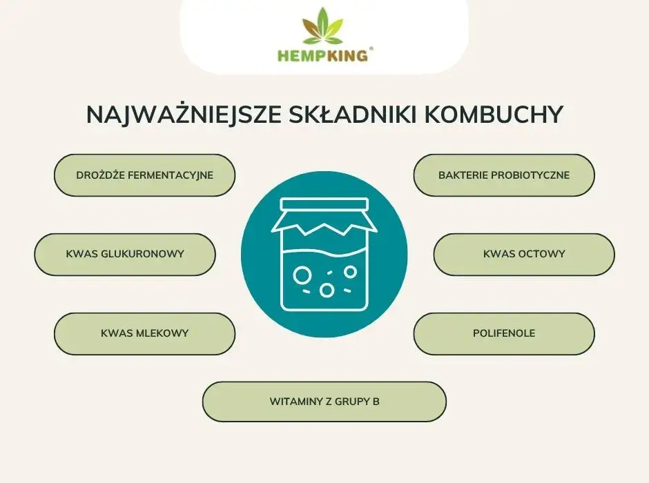 korzyści zdrowotne kombuchy infografika